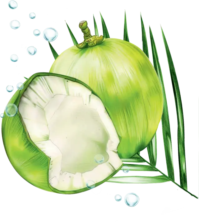 Coconut